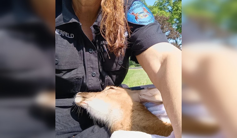 Bloomfield Township Animal Control Officer Dives into Action to Rescue Drowning Fawn in Oakland County