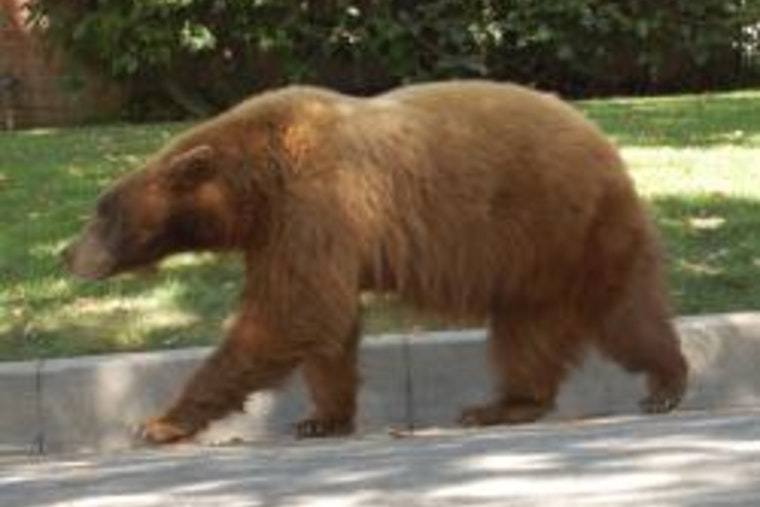 Bold Bear Continues Home Break-Ins in Monrovia Unfazed by Residents and Pets