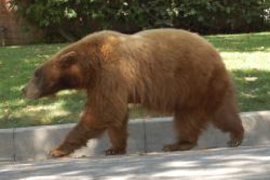 Bold Bear Continues Home Break-Ins in Monrovia Unfazed by Residents and Pets