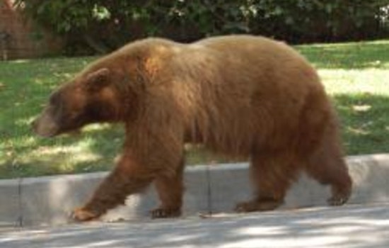 Bold Bear Continues Home Break-Ins in Monrovia Unfazed by Residents and Pets