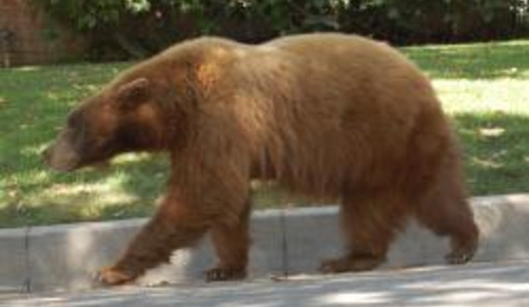 Bold Bear Continues Home Break-Ins in Monrovia Unfazed by Residents and Pets