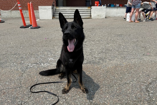 Boston Police K-9 Unit Impresses at Holy Name Parish School Field Day Amid Community Engagement Efforts