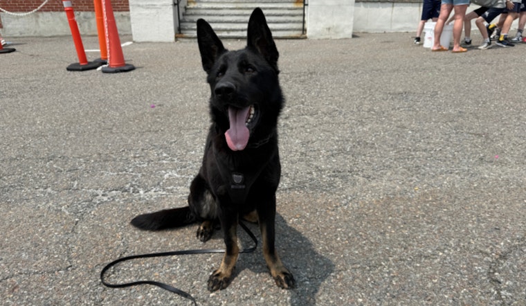 Boston Police K-9 Unit Impresses at Holy Name Parish School Field Day Amid Community Engagement Efforts