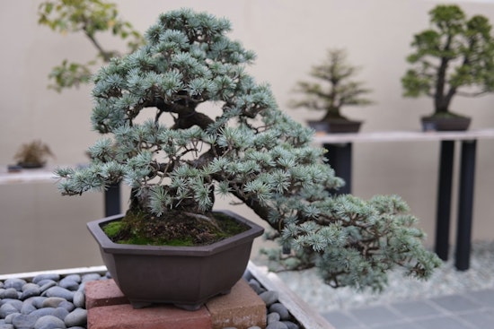 Brooklyn Botanic Garden Celebrates Centennial of Bonsai Collection with 'Bonsai 100' Exhibition