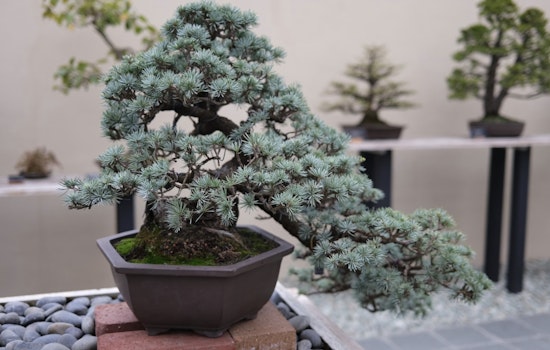 Brooklyn Botanic Garden Celebrates Centennial of Bonsai Collection with 'Bonsai 100' Exhibition