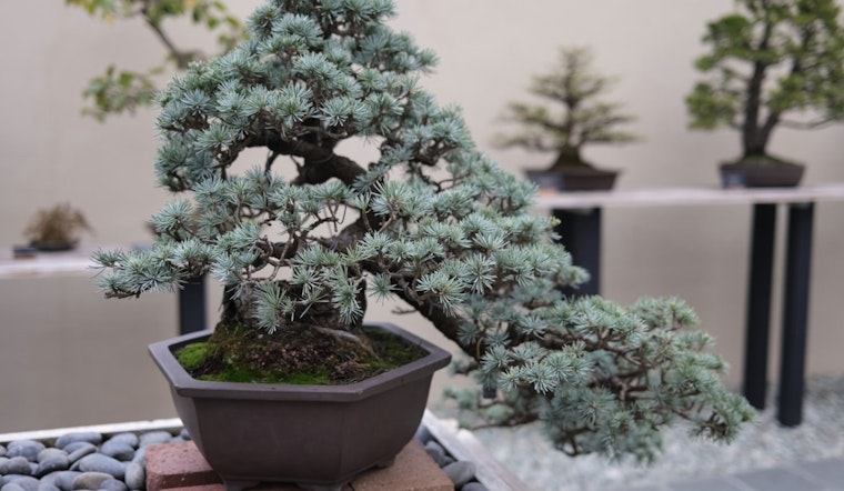 Brooklyn Botanic Garden Celebrates Centennial of Bonsai Collection with 'Bonsai 100' Exhibition