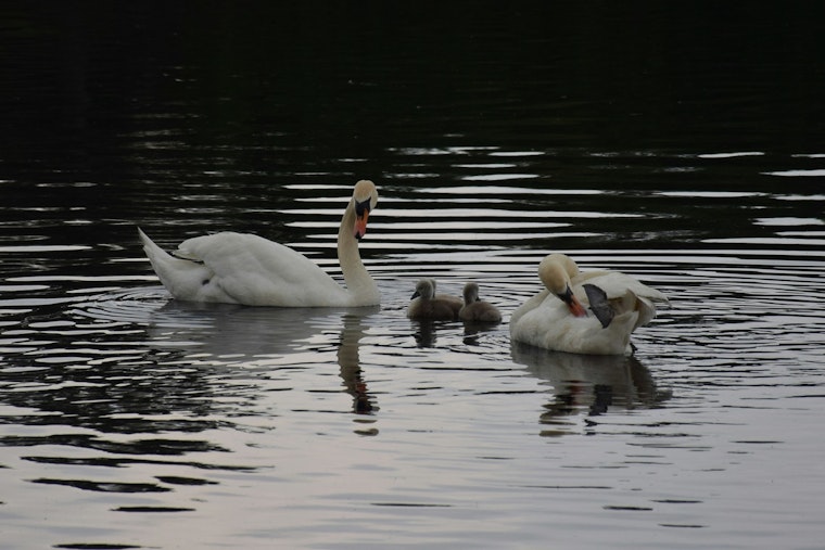 Brooklyn's Prospect Park Swans Captivate Hearts Amid Invasive Species Debate