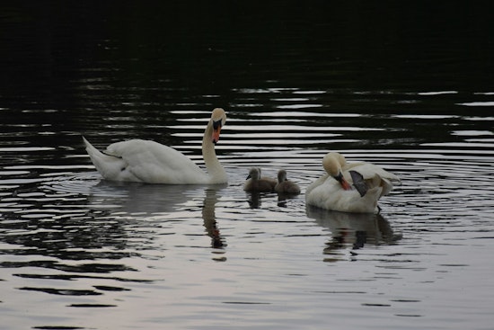 Brooklyn's Prospect Park Swans Captivate Hearts Amid Invasive Species Debate