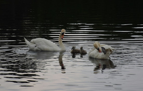 Brooklyn's Prospect Park Swans Captivate Hearts Amid Invasive Species Debate
