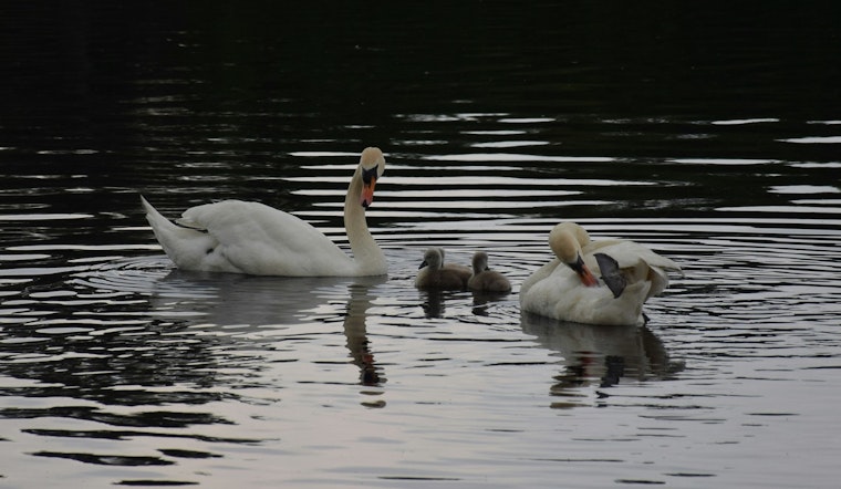Brooklyn's Prospect Park Swans Captivate Hearts Amid Invasive Species Debate