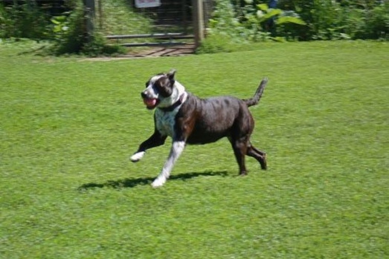 Burnsville's Alimagnet Dog Park Closes for Maintenance to Enhance Safety and Accessibility