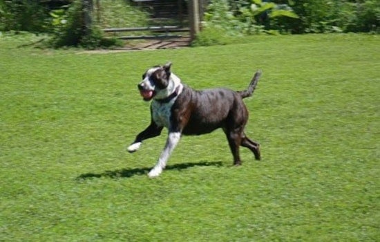 Burnsville's Alimagnet Dog Park Closes for Maintenance to Enhance Safety and Accessibility