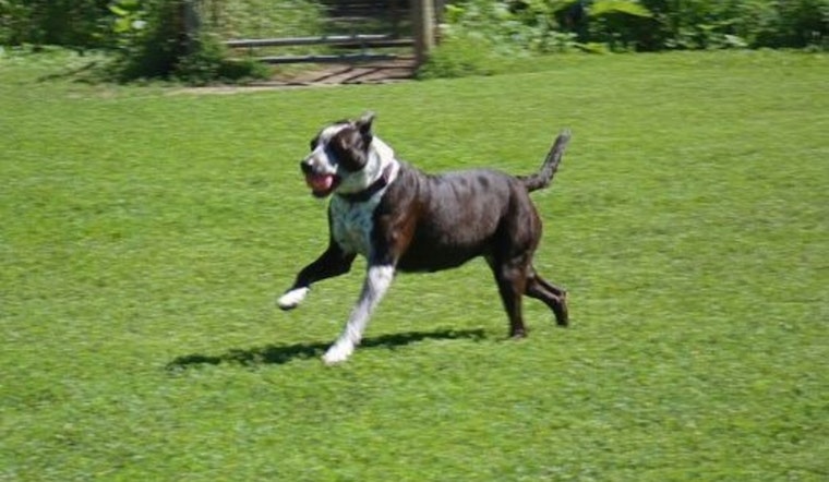 Burnsville's Alimagnet Dog Park Closes for Maintenance to Enhance Safety and Accessibility