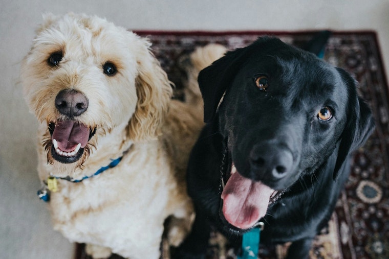 Casa Grande Offers Fee-Waived Pet Adoptions in Collaboration with Best Friends Animal Society