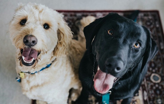 Casa Grande Offers Fee-Waived Pet Adoptions in Collaboration with Best Friends Animal Society