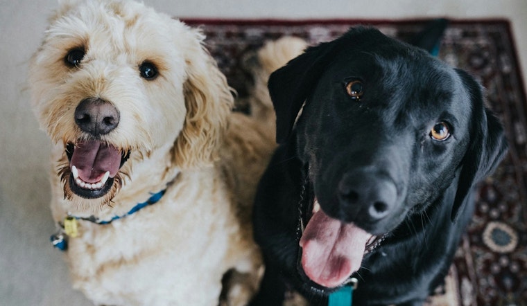 Casa Grande Offers Fee-Waived Pet Adoptions in Collaboration with Best Friends Animal Society