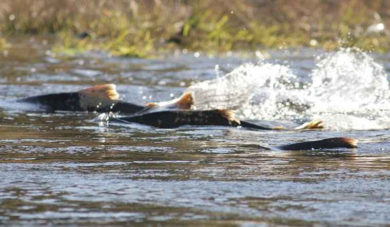 Cascade River Opens for Daily Hatchery Spring Chinook Salmon Fishing