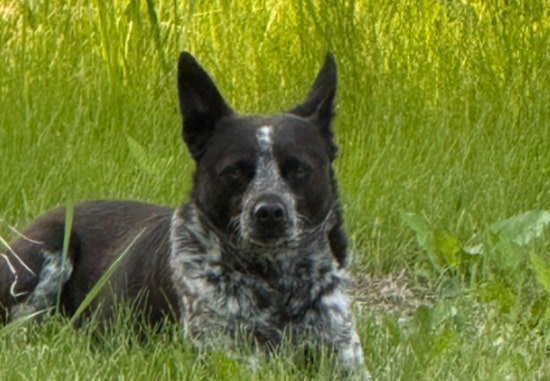 Chanhassen Community Rallies to Reunite Lost Dog with Owners, Carver County Sheriff's Office Leads Search