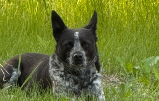 Chanhassen Community Rallies to Reunite Lost Dog with Owners, Carver County Sheriff's Office Leads Search