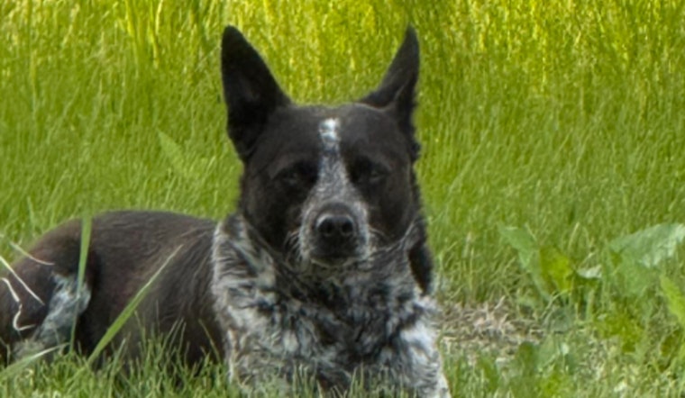 Chanhassen Community Rallies to Reunite Lost Dog with Owners, Carver County Sheriff's Office Leads Search