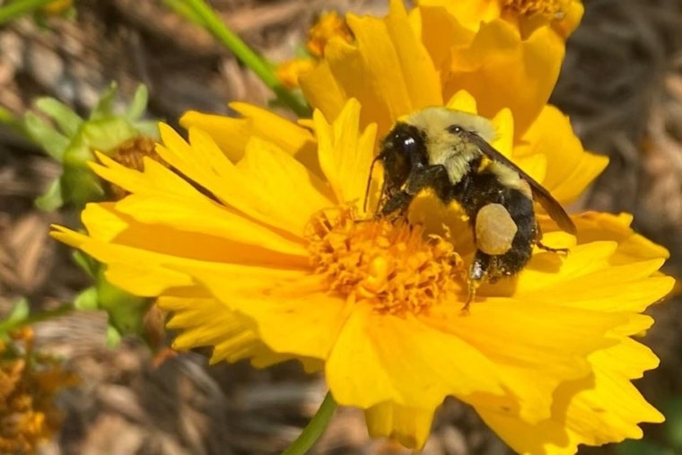 Charlotte Celebrates Pollinator Month with Free Public Events and Conservation Workshops