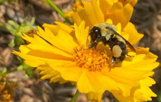 Charlotte Celebrates Pollinator Month with Free Public Events and Conservation Workshops