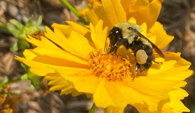 Charlotte Celebrates Pollinator Month with Free Public Events and Conservation Workshops