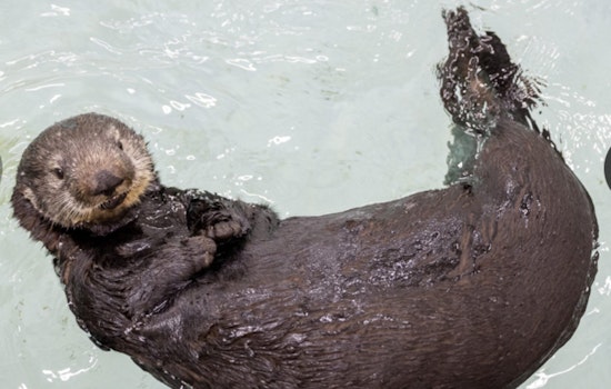 Chicago Welcomes New Resident Otter Named Jade at Shedd Aquarium