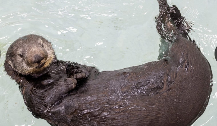 Chicago Welcomes New Resident Otter Named Jade at Shedd Aquarium