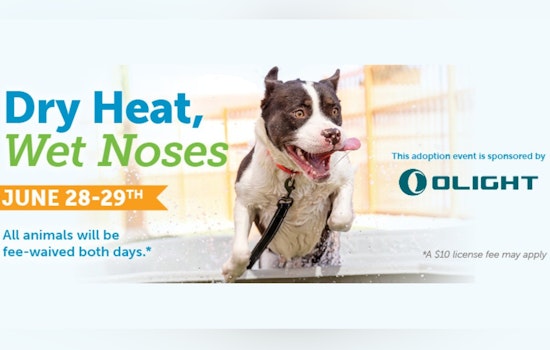 Clark County's Animal Foundation Hosts "Dry Heat, Wet Noses!" Free Adoption Event Amid Overflow Crisis