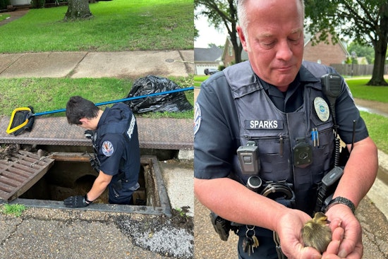 Collierville Police Officers Rescue Ducklings from Storm Drain, Displaying Dedication to All Community Members
