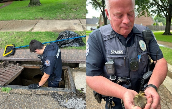 Collierville Police Officers Rescue Ducklings from Storm Drain, Displaying Dedication to All Community Members