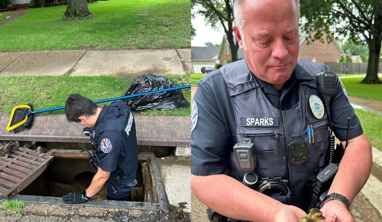 Collierville Police Officers Rescue Ducklings from Storm Drain, Displaying Dedication to All Community Members