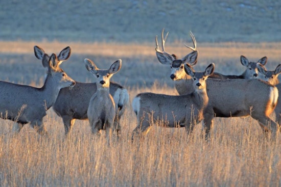 Colorado Landowners Invited to Apply for Wildlife Habitat Conservation Funds by October 2025