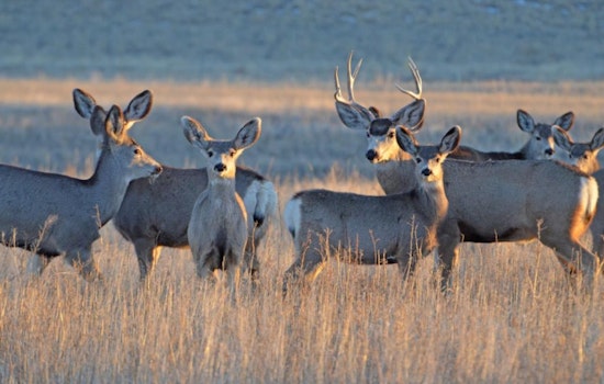 Colorado Landowners Invited to Apply for Wildlife Habitat Conservation Funds by October 2025