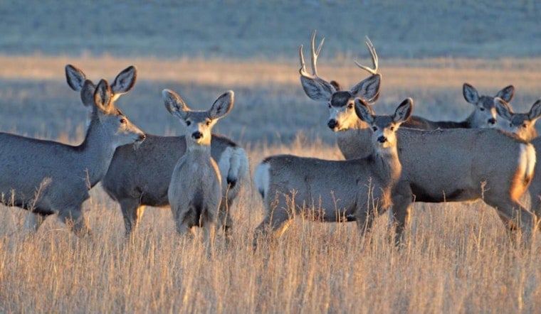 Colorado Landowners Invited to Apply for Wildlife Habitat Conservation Funds by October 2025