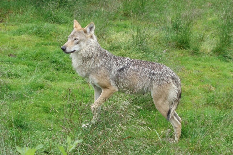 Colorado Parks and Wildlife Advances Gray Wolf Restoration Efforts in State's Wilderness