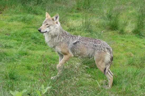 Colorado Parks and Wildlife Advances Gray Wolf Restoration Efforts in State's Wilderness