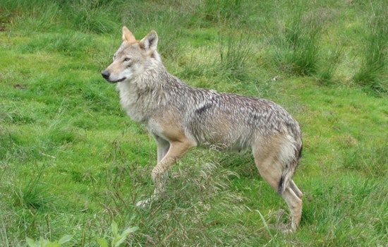 Colorado Parks and Wildlife Advances Gray Wolf Restoration Efforts in State's Wilderness