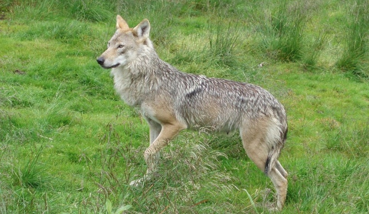 Colorado Parks and Wildlife Advances Gray Wolf Restoration Efforts in State's Wilderness