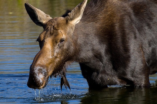 Colorado Parks and Wildlife Issues Urgent Warning After Moose Attacks in Park, Grand, and Routt Counties