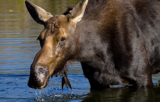 Colorado Parks and Wildlife Issues Urgent Warning After Moose Attacks in Park, Grand, and Routt Counties