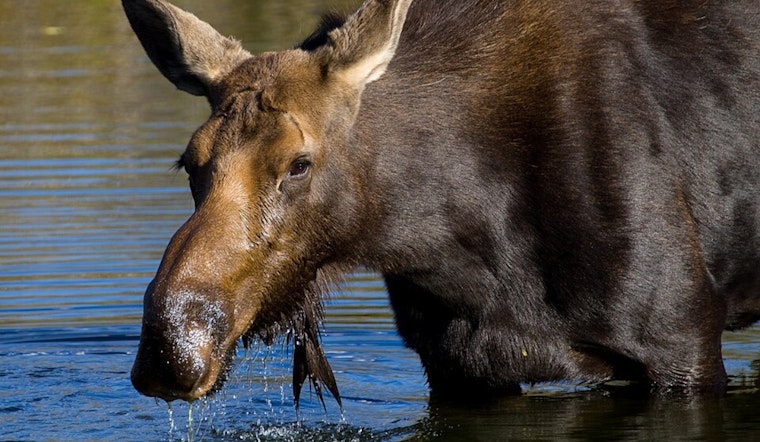 Colorado Parks and Wildlife Issues Urgent Warning After Moose Attacks in Park, Grand, and Routt Counties
