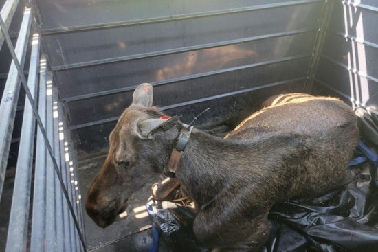 Colorado Parks and Wildlife Relocates Moose Family for Public Safety in Steamboat Springs