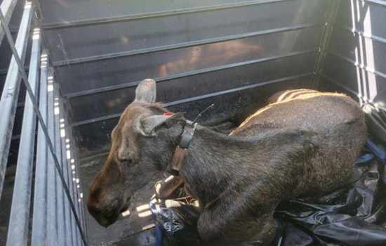 Colorado Parks and Wildlife Relocates Moose Family for Public Safety in Steamboat Springs