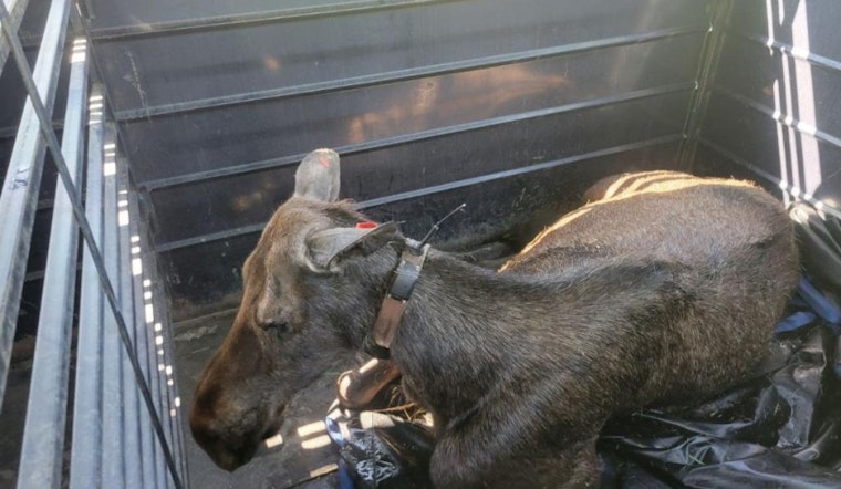 Colorado Parks and Wildlife Relocates Moose Family for Public Safety in Steamboat Springs