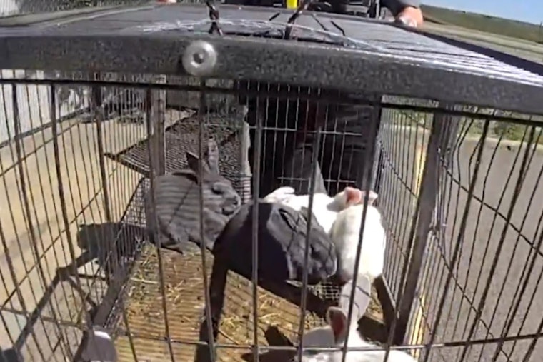 Community Efforts Lead to Arrest in Jefferson County Rabbit Abandonment Case