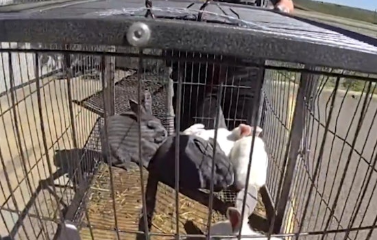 Community Efforts Lead to Arrest in Jefferson County Rabbit Abandonment Case