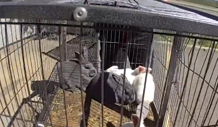 Community Efforts Lead to Arrest in Jefferson County Rabbit Abandonment Case