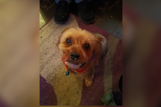 Community Rejoices as Missing 16-Year-Old Pet "Diddle" Found in Middletown After Police and Public Appeal for Help
